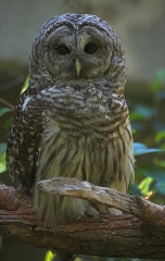 HOO HOO Are You 